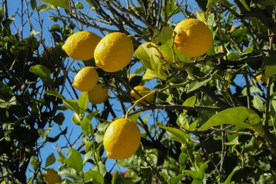 Лимон в природе (66 фото) »