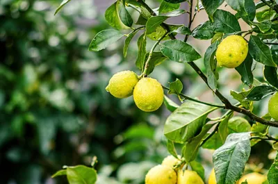 Лимон дерево (66 фото) »
