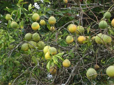 Лимон дикий — Википедия