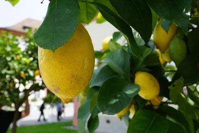 Лимон дерево (66 фото) »