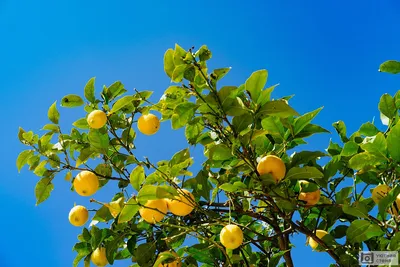 Маленькие лимоны желтые. Виды цитрусовых, о которых вы не знали