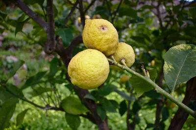 Лимон в природе (66 фото) »