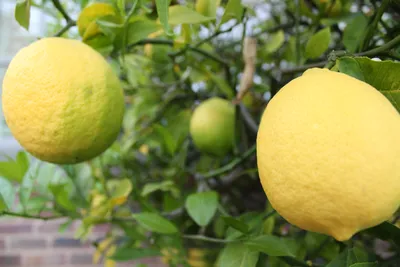 Ветка лимона - фото и картинки: 60 штук