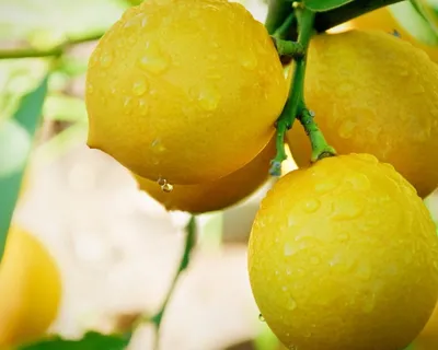 Дикий лимон - фото и картинки: 60 штук