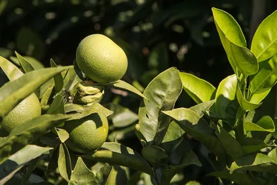 Лимон дерево - фото и картинки: 60 штук