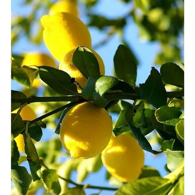 Дикий лимон - фото и картинки: 60 штук