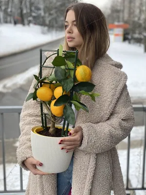 Лимон Мейера (Meyer's Lemon) по выгодной цене в Минске, купить Комнатные  растения с доставкой в интернет-магазине Cvetok.by