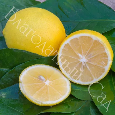 ЛИМОН \"МЕЙЕРА\" (Citrus limon \"Meyer\")