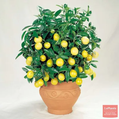 Лимон (Citrus limon) — описание, выращивание, фото | на LePlants.ru