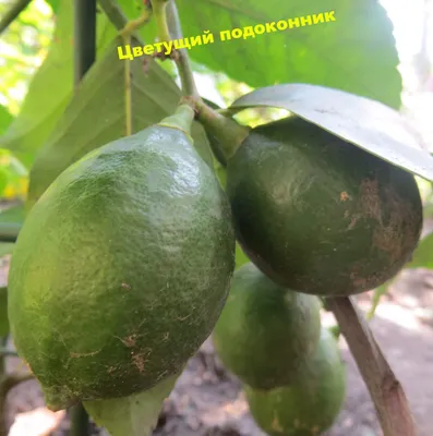 Лимон Мейера (Citrus limon meyerii)