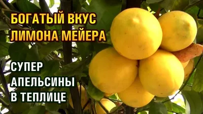 БОГАТЫЙ ВКУС ЛИМОНА МЕЙЕРА, СУПЕР АПЕЛЬСИНЫ В ТЕПЛИЦЕ (02-12-2019) - YouTube