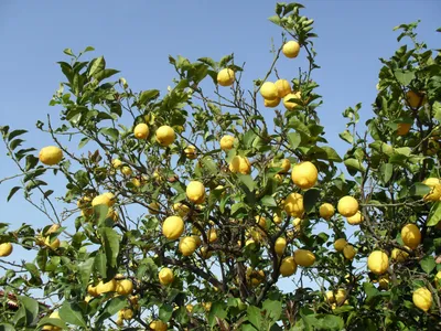 Лимонное дерево - 39 фото