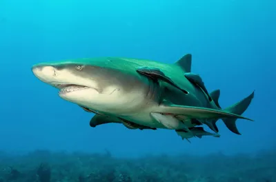 Лимонная акула | это... Что такое Лимонная акула?