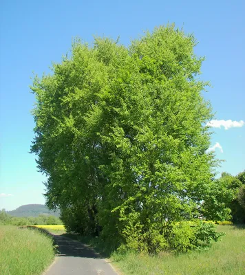 Осина – дерево и древесина – Populus tremula