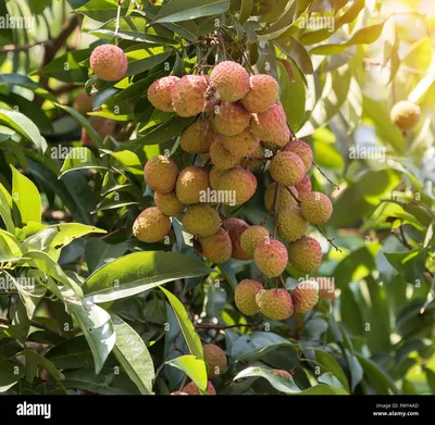 Lichi baum -Fotos und -Bildmaterial in hoher Auflösung – Alamy