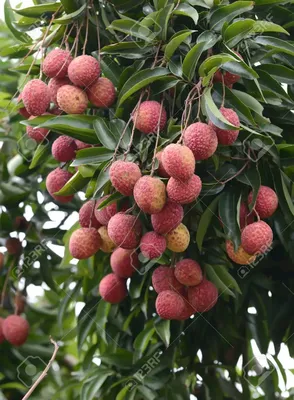 litchi, lichee, lychee, or lichi, Litchi chinensis on old rustic wood  background with copy space. Vertical top view from above Stock Photo - Alamy