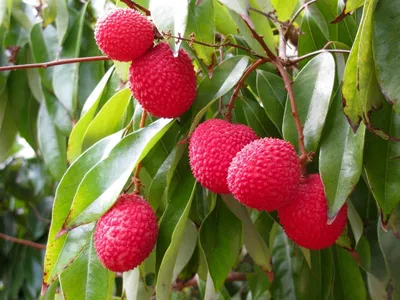 Lichi-Frucht stockbild. Bild von innere, saftig, saatgut - 74035851