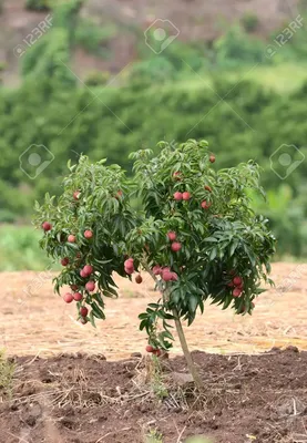 Lychee On A Wooden Table Lichi Closeup Selective Focus Stock Photo, Picture  And Royalty Free Image. Image 19978902.