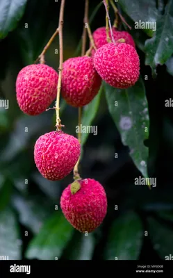5Pcs Lichi Lychee Seeds Plump and Juicy Flesh Perennial Fruit Trees for The  Garden Easy to Plant Naturally Grown Fresh Fruit Seeds : Buy Online at Best  Price in KSA - Souq