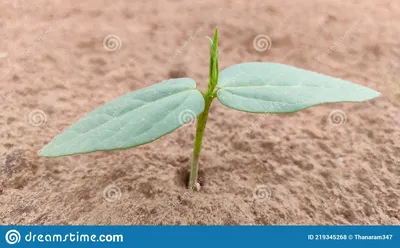 всхожесть растения лобия чавла Стоковое Фото - изображение насчитывающей  плантация, среда: 219345268