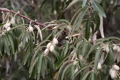 Саженцы лоха узколистного (elaeagnus angustifolia) купить в Москве по цене  от 800 рублей