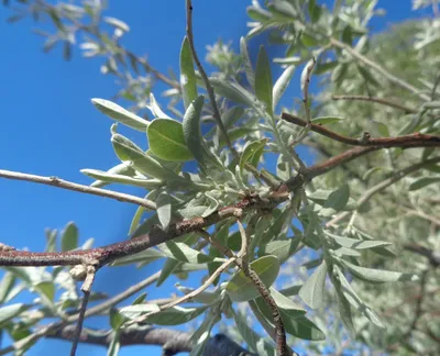 Elaeagnus angustifolia L. Лох узколистный — Planta Medica