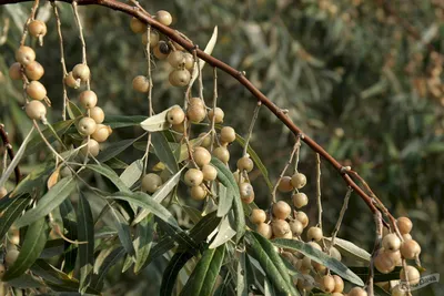 Лох узколистный (Elaeagnus angustifolia) - описание сорта, фото, саженцы,  посадка, особенности ухода. Дачная энциклопедия.