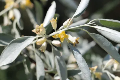 Elaeagnus angustifolia L. Лох узколистный — Planta Medica