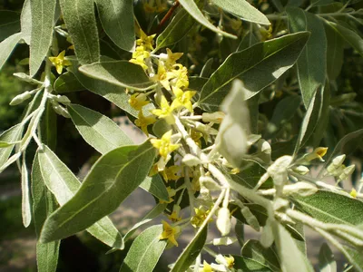 Лох узколистный (Elaeagnus angustiofolia)