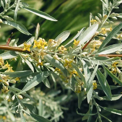 Купить саженцы Лох узколистный / Elaeagnus angustifolia с доставкой в  Подмосковье в Сергиевом Посаде в питомнике АгроПАРК