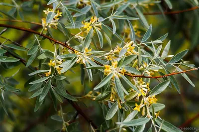 Elaeagnus angustifolia - Лох узколистный - купить семена на Tropics Seeds.