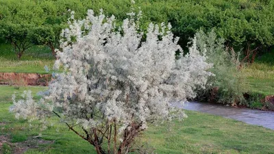 Лох серебристый в ландшафтном дизайне: описание, фото, посадка