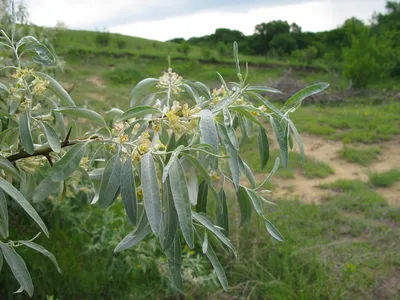 Фотокаталог растений: Лох узколистный (Elaeagnus angustifolia)