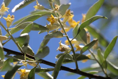 Elaeagnus angustifolia L. Лох узколистный — Planta Medica