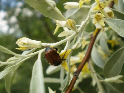 Лох узколистный (Elaeagnus angustiofolia)