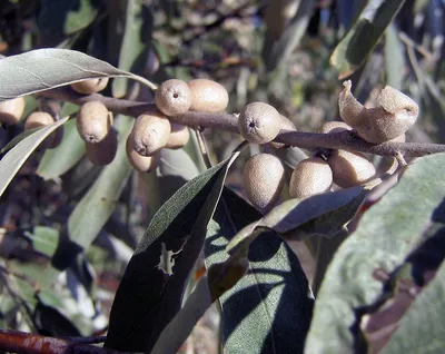 Лох узколистный (лат. Elaeagnus commutata)