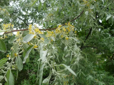 Лох узколистный (Elaeagnus angustiofolia)