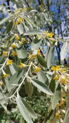 Elaeagnus angustifolia L., Лох узколистный (Мировая флора) - Pl@ntNet  identify