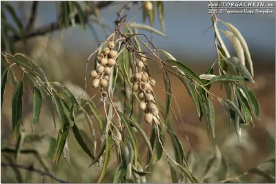 Лох узколистный (Elaeagnus angustiofolia)