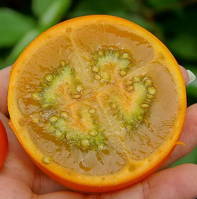 органическое луло или наранджилла южная америка экзотические фрукты  Стоковое Фото - изображение насчитывающей эквадор, питание: 222915752