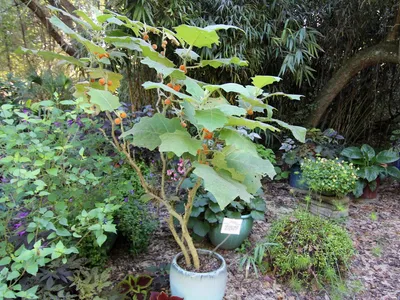Экзотическая наранхилла — декоративный кустарник с вкуснейшими ягодами.  Выращивание и использование плодов. Фото — Ботаничка