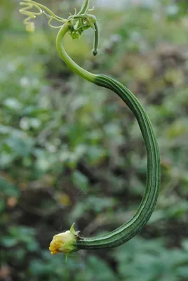 Люффа остроребристая Цин Чжу (Зелёная ранняя) - Luffa acutangula (L.) Roxb.  (Тыквенные — Cucurbitaceae Juss.)