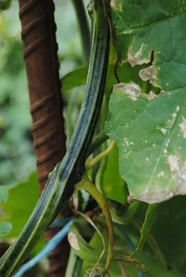 Люффа остроребристая Цин Чжу (Зелёная ранняя) - Luffa acutangula (L.) Roxb.  (Тыквенные — Cucurbitaceae Juss.)