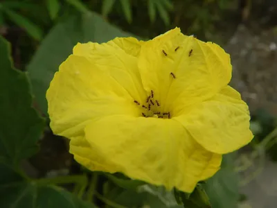 Люффа остроребристая - Luffa acutangula (L.) Roxb. (Тыквенные —  Cucurbitaceae Juss.)