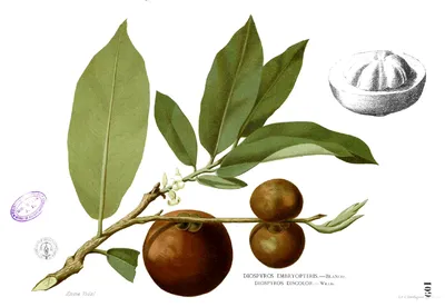 Datei:Diospyros blancoi Blanco1.109.png – Wikipedia