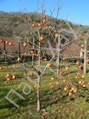 Хурма японская 'Маболо', саженцы, купить, Diospyros japonica 'Mabolo',  заказать почтой, доставка, Плодовые / фруктовые саженцы Купить растения в  Ростове-на-Дону, Интернет-магазин, питомник растений, хвойные и лиственные,  уличные, плодовые и ...