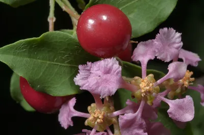 Photo 1109-11: Barbados cherry (acerola, Malpighia emarginata...Rose  Emporium. Independence, Texas