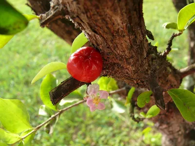 File:Malpighia glabra acerola flower fruit.jpg - Wikimedia Commons