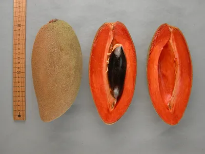 Азбука фруктов