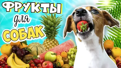 Фрукт как чеснок в тайланде. Все тайские фрукты – вкус, названия и фото